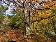 33 Splendidi faggi colorati d'autunno